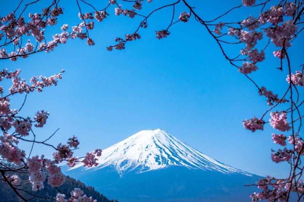 Free Image of Snow Covered Mountain Seen Through Pink Flowers 