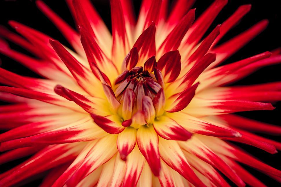 Free Image of Vibrant Red and Yellow Flower Close Up 