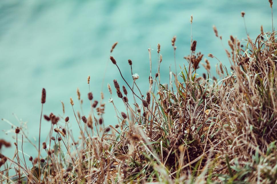 Free Image of Close-Up of Grass by Waters Edge 
