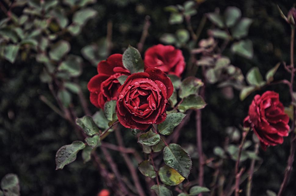Free Image of Cluster of Red Roses With Green Leaves 