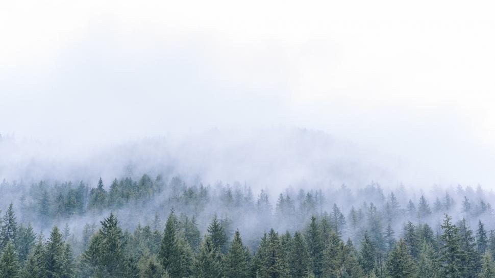 Free Image of Group of Trees in a Foggy Forest 