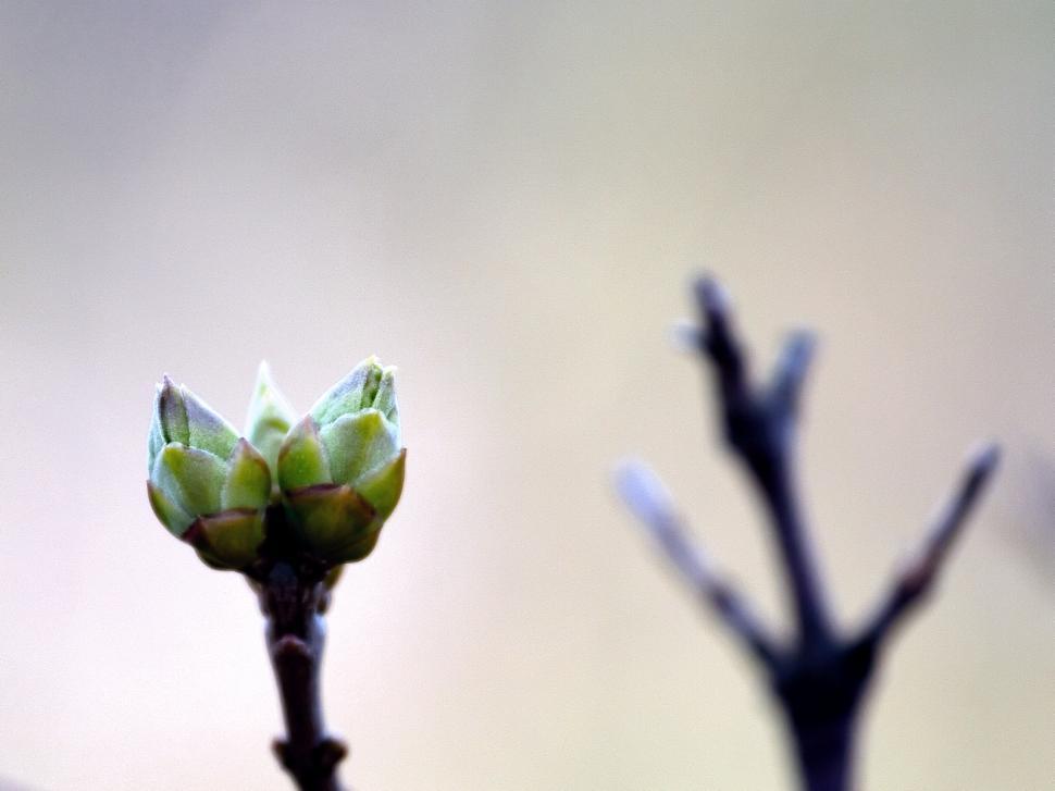 Free Image of Buds & thorns 