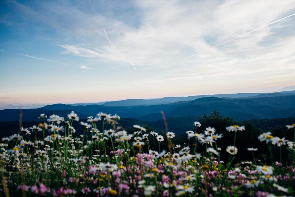 Free Image of Wildflowers Field With Background Mountains 