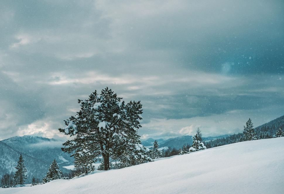 Free Image of Lone Tree on Snowy Hill With Mountains 