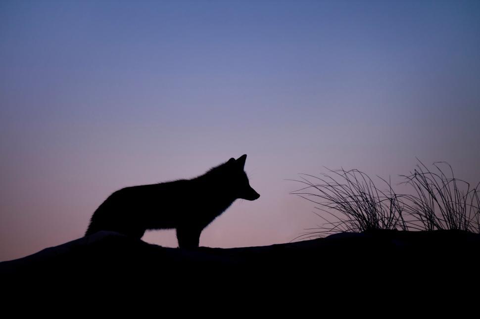 Free Image of Lone Wolf Standing on Top of a Hill 