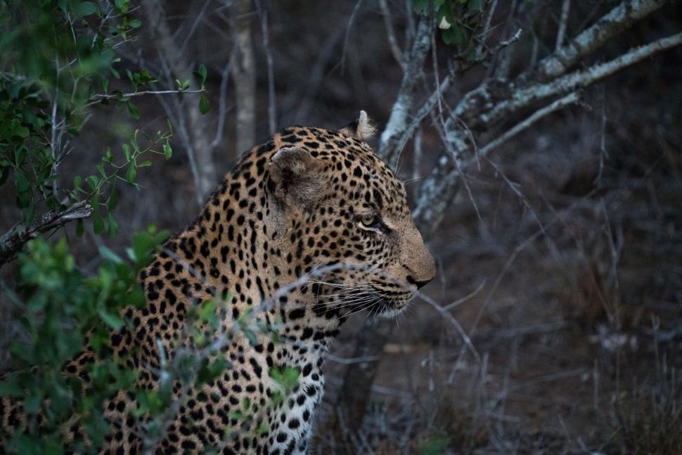Free Image of Leopard Standing in Forest 