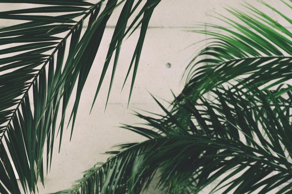 Free Image of Close Up of Palm Tree Leaves 