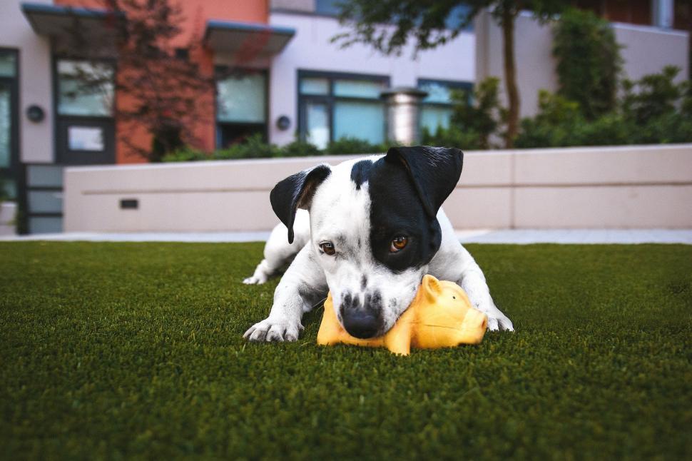 Free Image of Black and White Dog Playing With Yellow Toy 