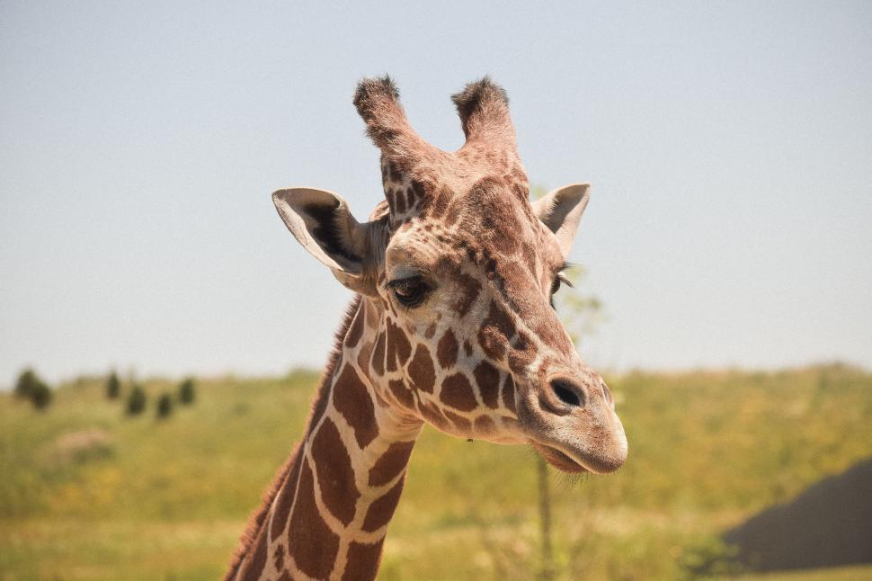 Free Image of Close Up of a Giraffe Grazing in Field 