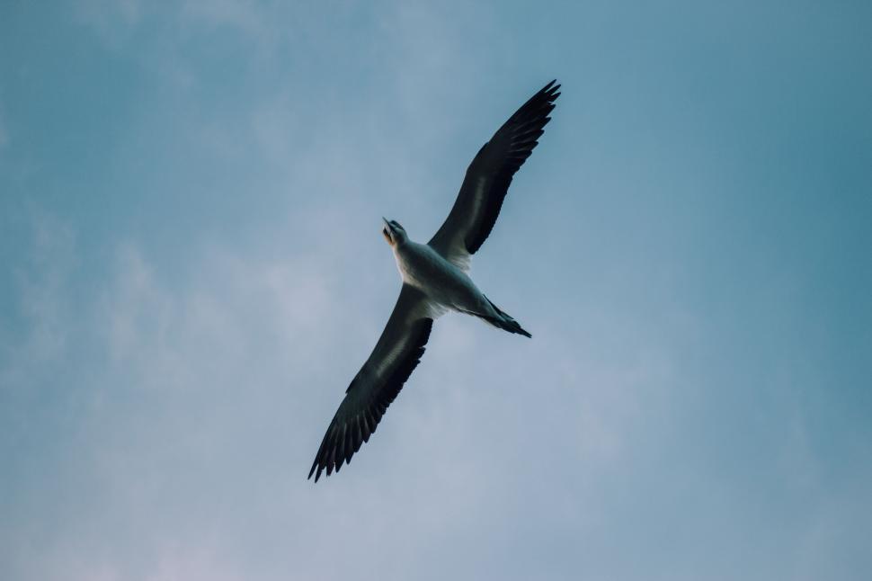 Free Image of Large Bird Flying Through Cloudy Blue Sky 