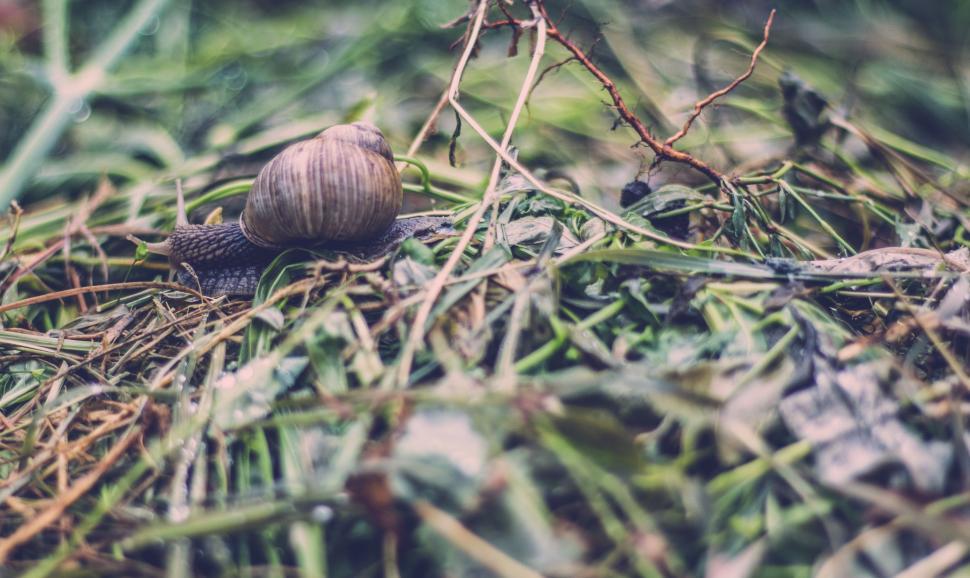 Free Image of Snail Crawling in Grass 