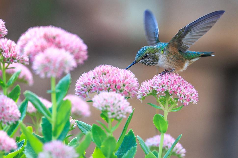 Free Image of Hummingbird Flying Over Pink Flowers 