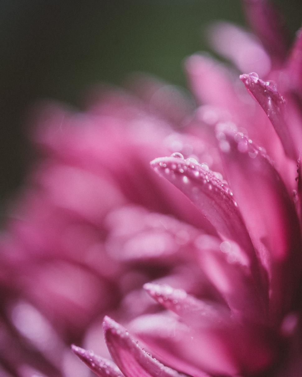 Free Image of Close Up of a Pink Flower With Water Droplets 