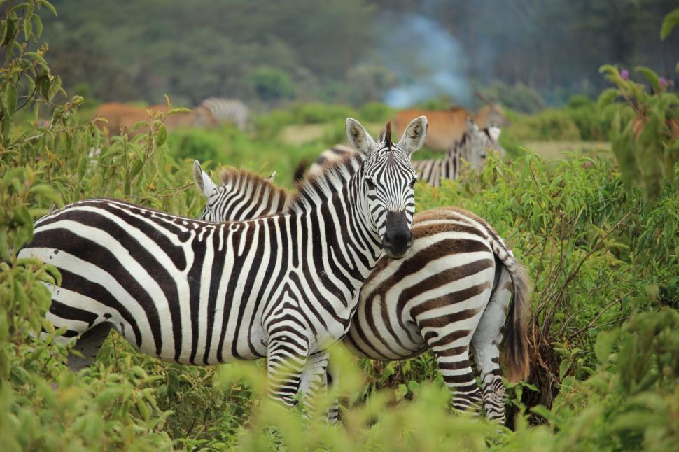 Free Image of Herd of Zebras Standing on Lush Green Field 
