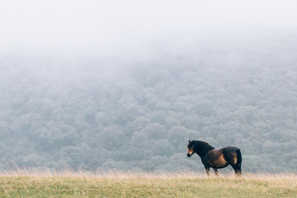 Free Image of Black Horse Standing on Grass Covered Field 