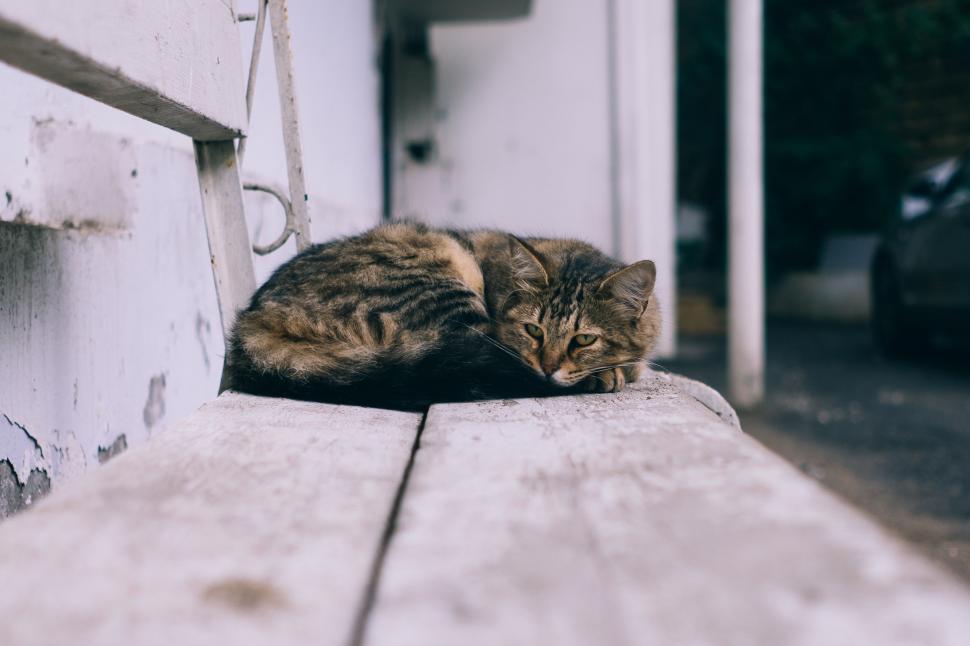 Free Image of A Cat Sitting on a Wooden Bench 