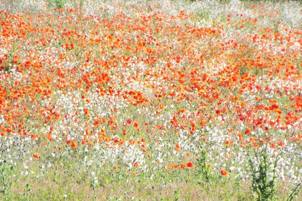 Free Image of Field of Red and White Flowers 