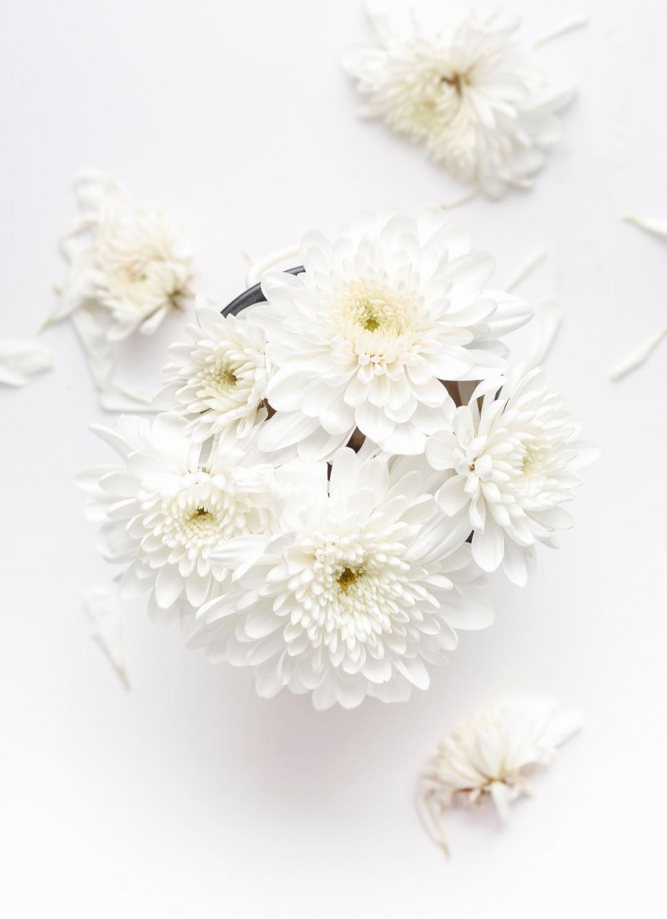 Free Image of Cluster of White Flowers on White Surface 