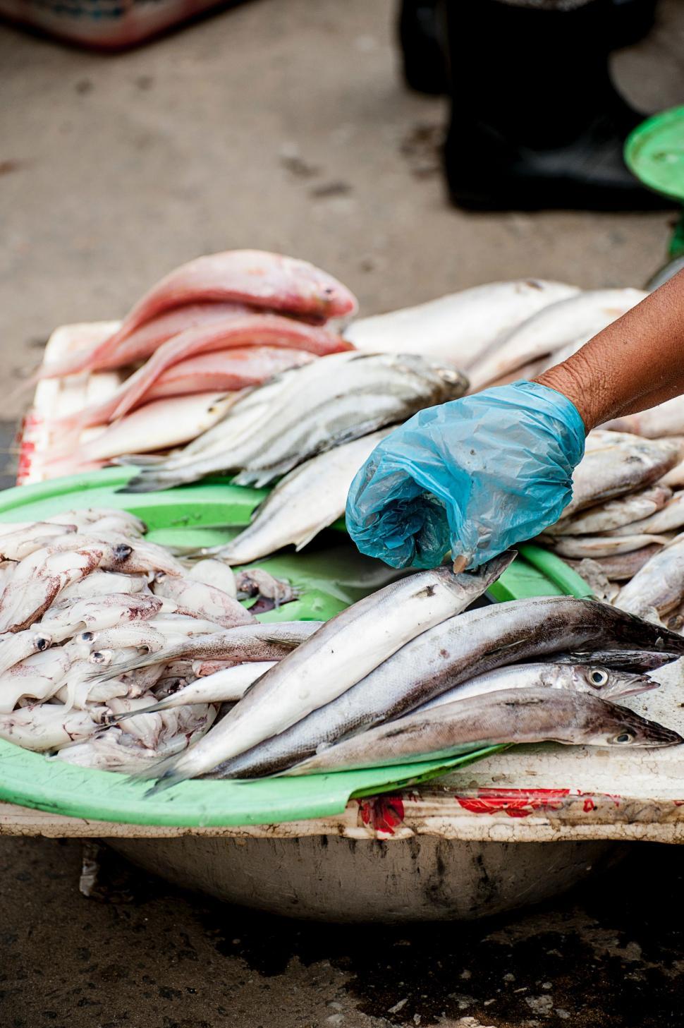 Free Image of Person Checking Fresh Fish on Tray With Blue Gloves 