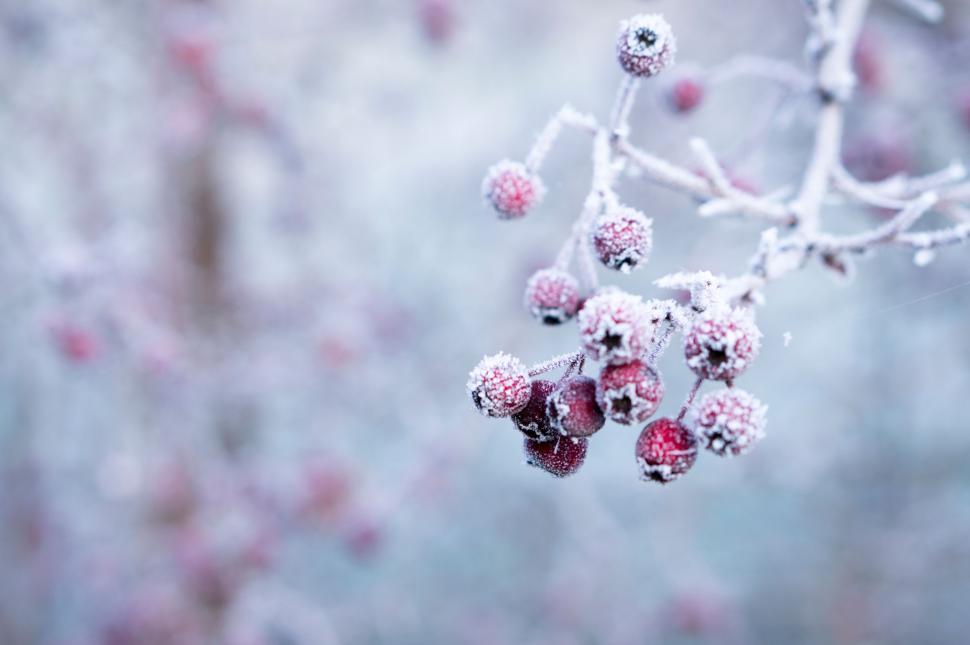 Free Image of Cluster of Berries Hanging on a Tree Branch 