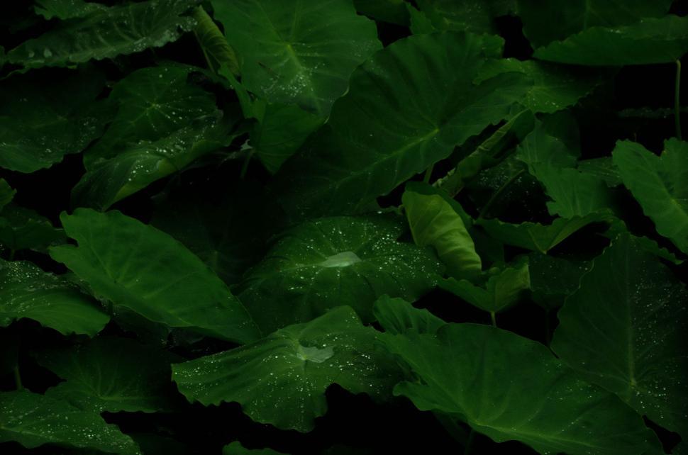 Free Image of Close-Up of a Green Leafy Plant 