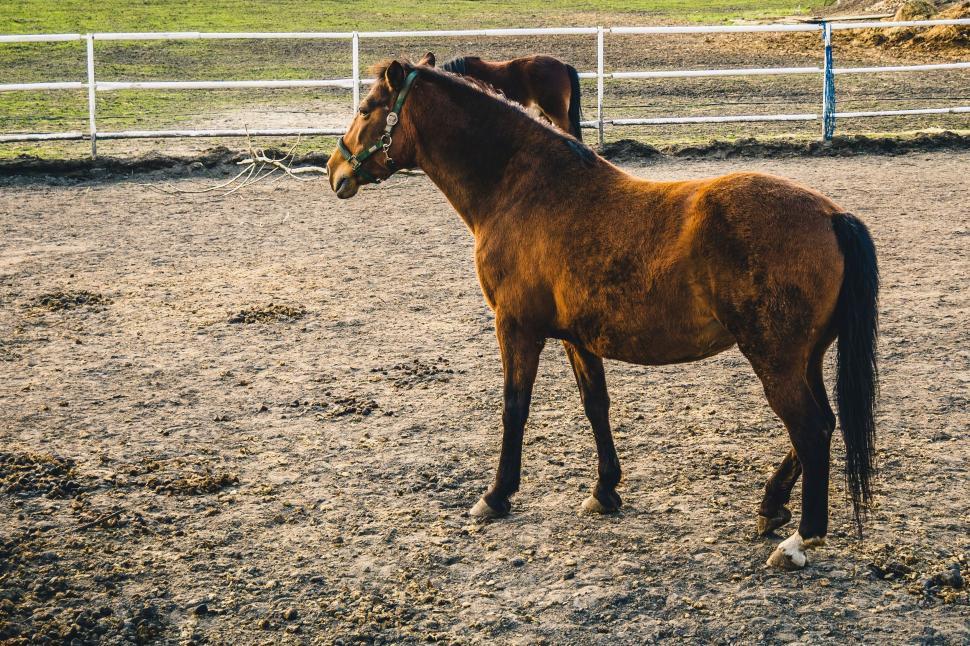 Free Image of Brown Horse Standing on Dirt Field 