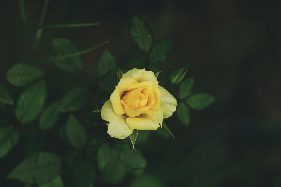Free Image of Yellow Rose With Green Leaves Background 