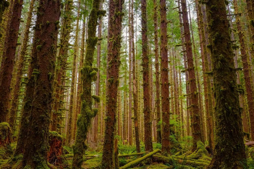 Free Image of Towering Trees in Lush Forest 