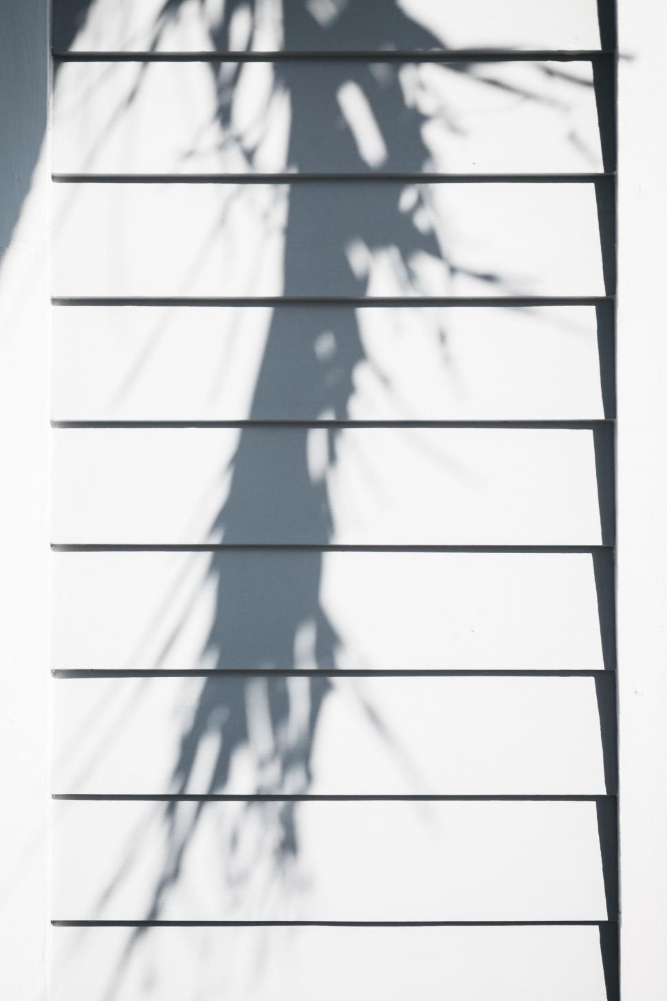 Free Image of Shadow of a Plant on a Wall 