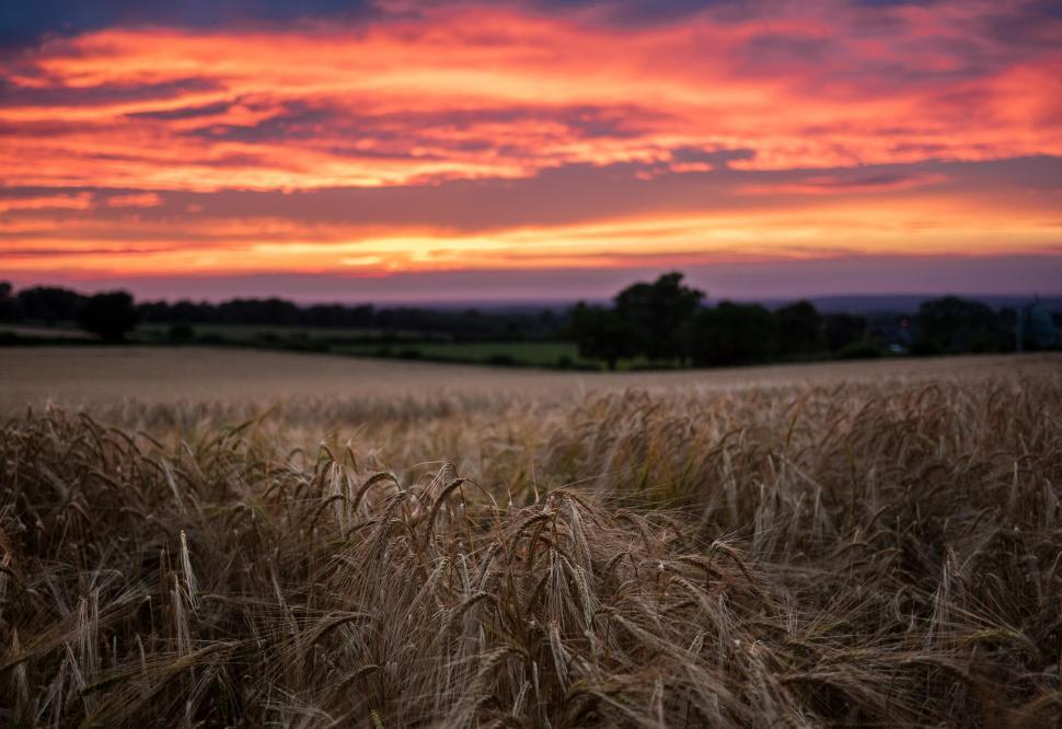Free Image of Wheat Field Under Sunset 
