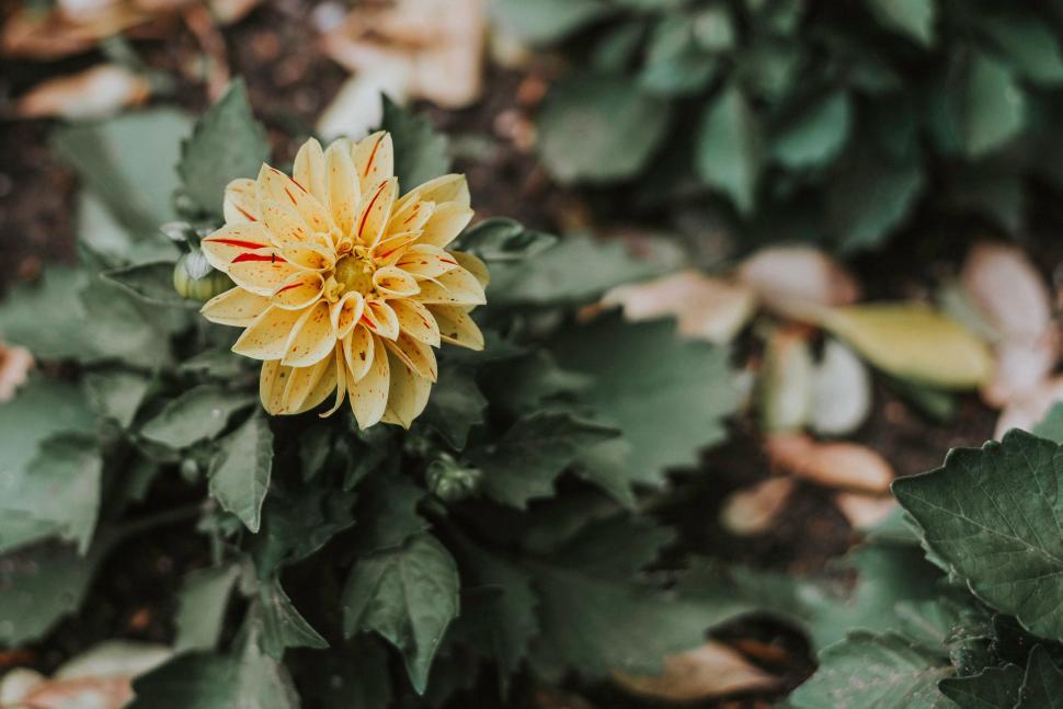 Free Image of Yellow Flower Surrounded by Green Leaves 