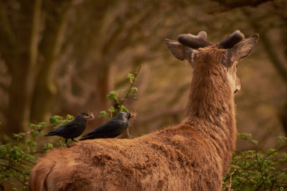 Free Image of Deer and Bird in Forest 