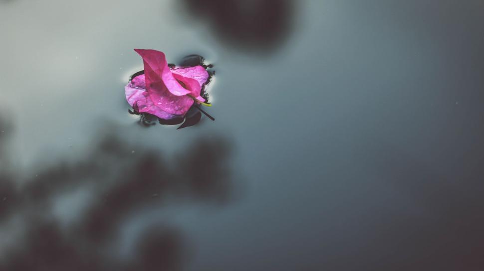 Free Image of Pink Flower Floating on Body of Water 