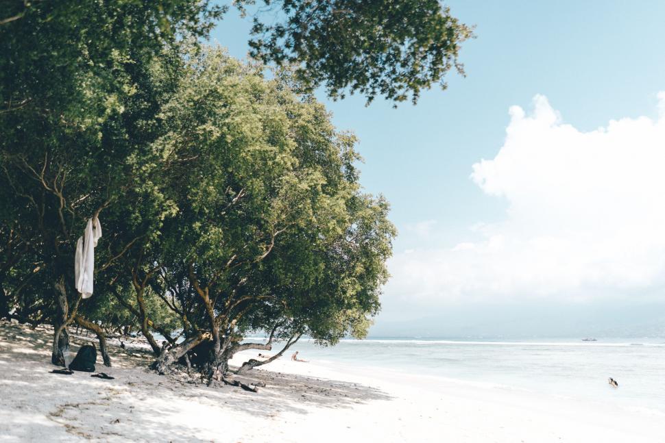 Free Image of Group of Trees on Sandy Beach 