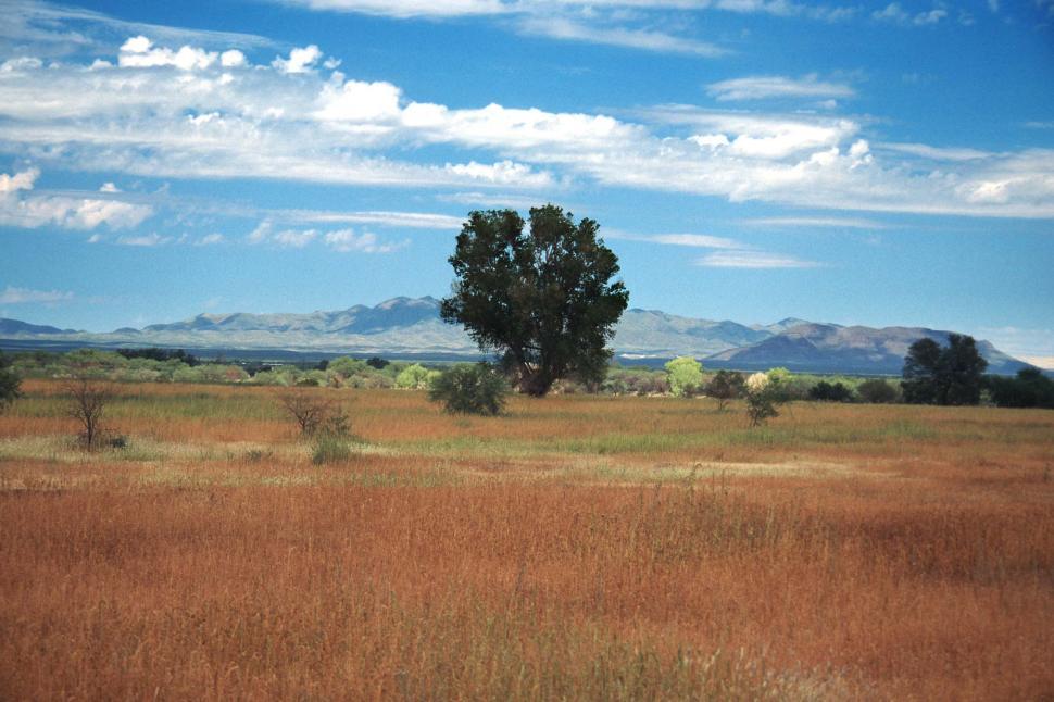 Free Image of Field With Tree and Mountains 
