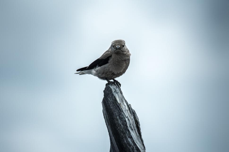 Free Image of Small Bird Perched on Rock 