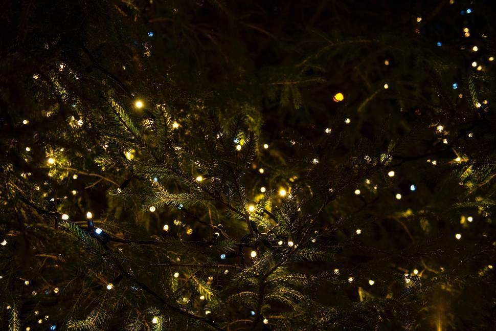 Free Image of Tree Covered in Lights in the Dark 