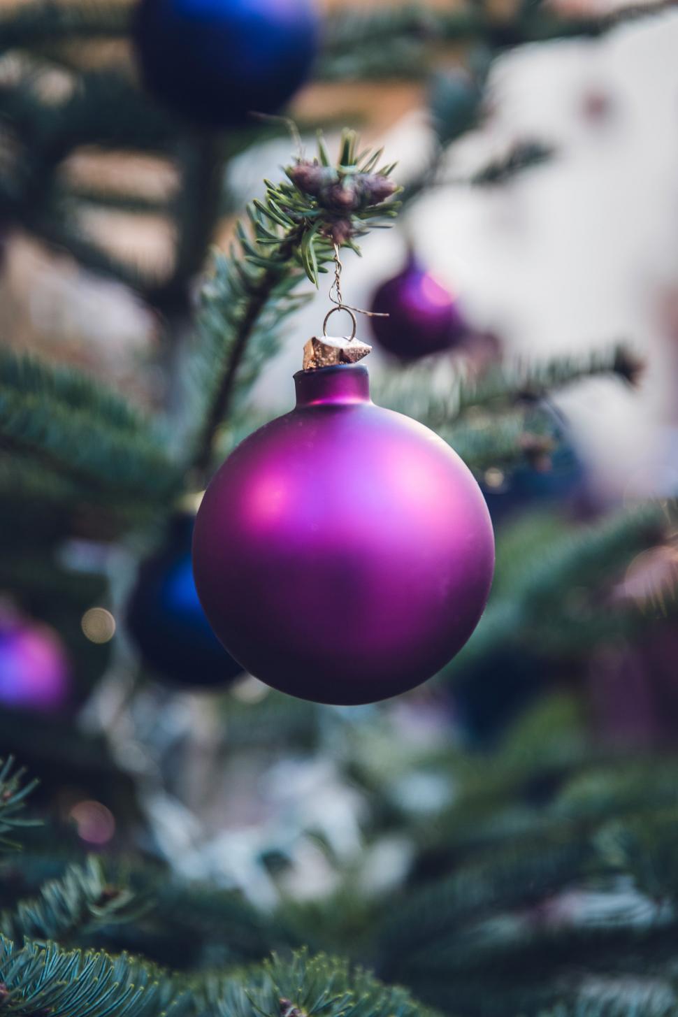Free Image of Purple Ornament Hanging From Christmas Tree 