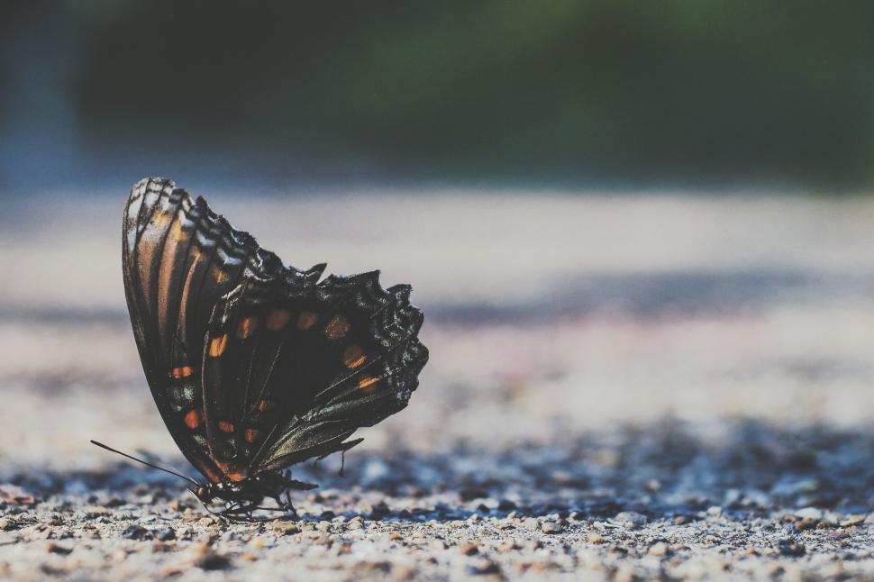 Free Image of Black and White Striped Butterfly Resting on Ground 