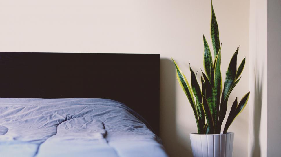 Free Image of Bedroom With Bed and Potted Plant 