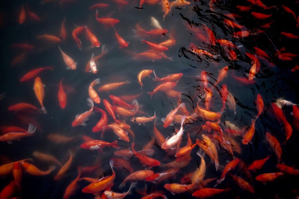 Free Image of A Large Group of Fish Swimming in a Pond 