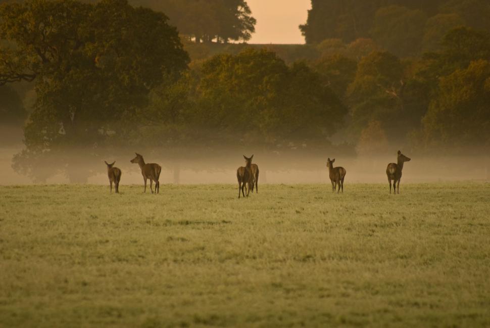 Free Image of Herd of Deer Standing on Grass Covered Field 