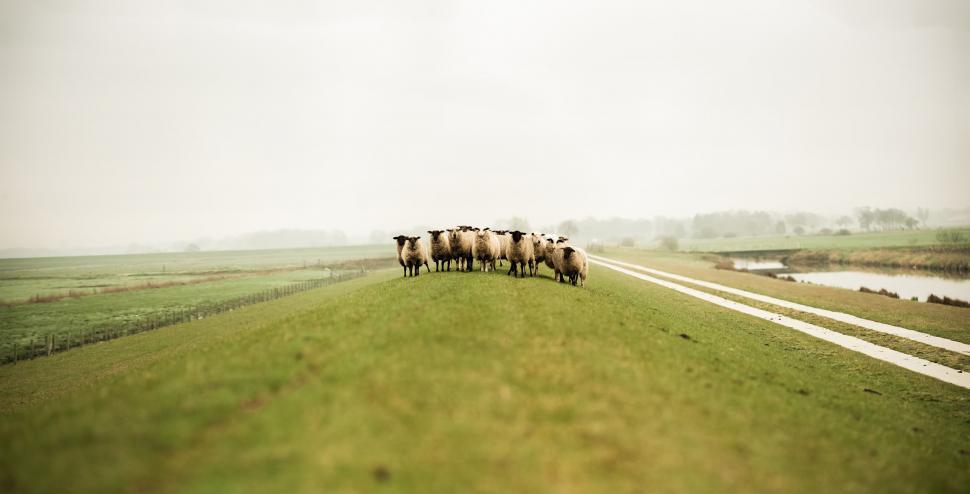 Free Image of Herd of Sheep Walking Down a Road 