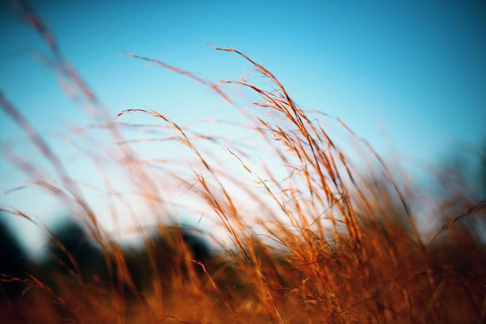 Free Image of Blurry Tall Grass in Field 
