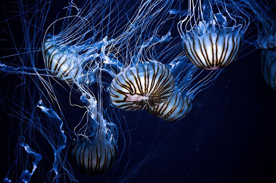 Free Image of Group of Jellyfish Swimming in the Ocean 