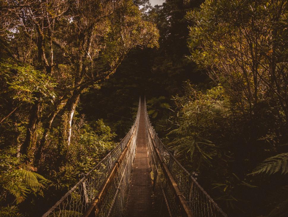 Free Image of Suspension Bridge Across Forest 