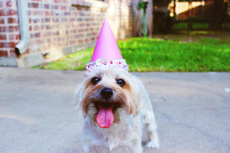 Free Image of White Dog Wearing Pink Party Hat 