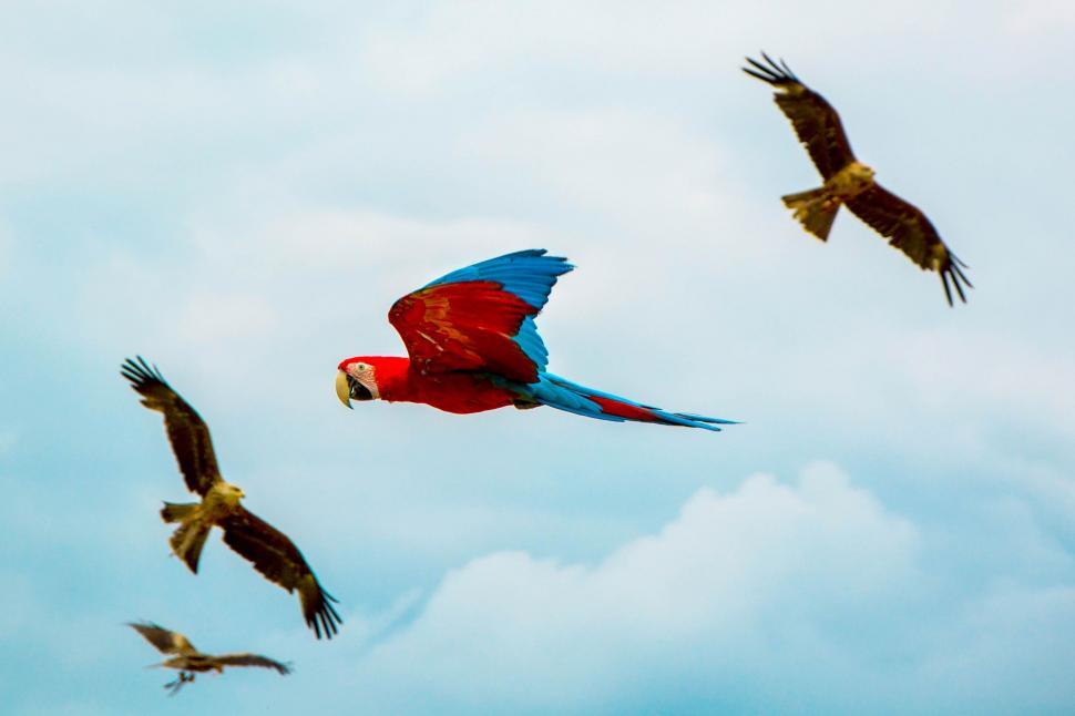 Free Image of Group of Birds Flying in the Sky 