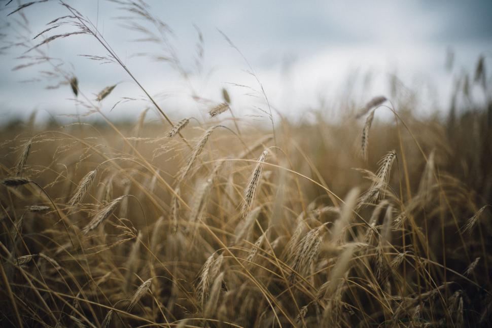 Free Image of Field of Tall Brown Grass Under Cloudy Sky 