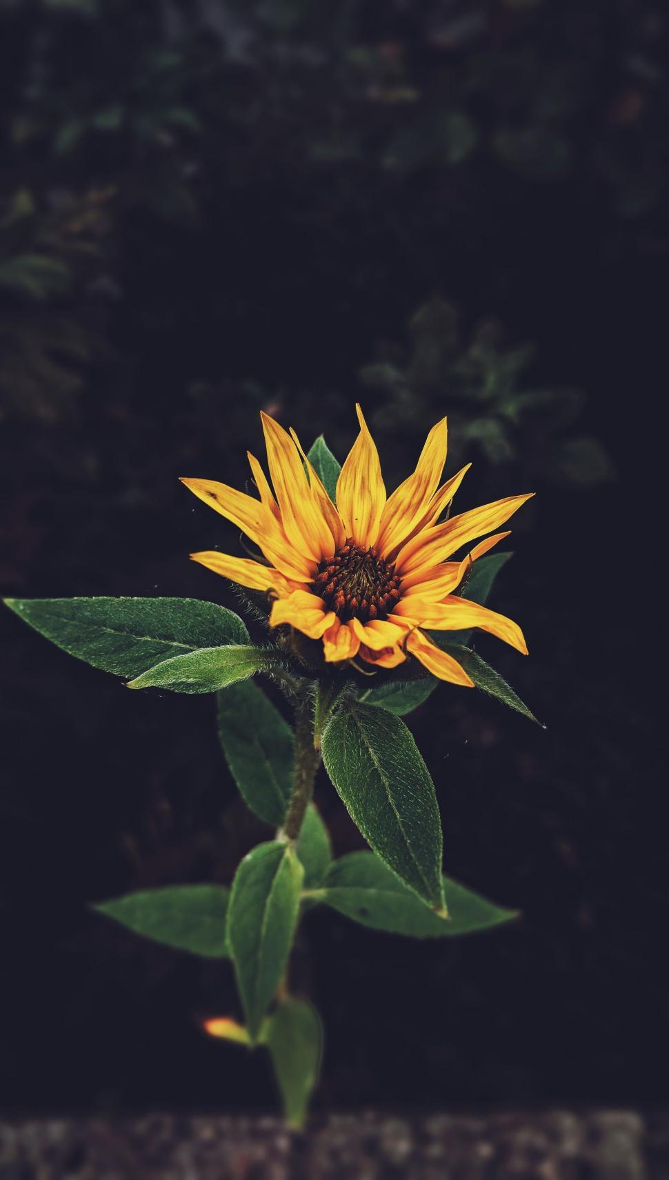 Free Image of Yellow Sunflower With Green Leaves on Black Background 